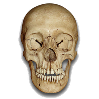 Skeleton Head Png File Transparent PNG Image
