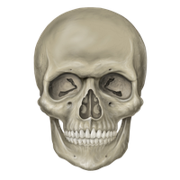 Skull Clipart PNG Image