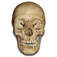 Skull Image PNG Image