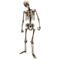 Arena Scrolls Joint Elder Oblivion Skeleton PNG Image