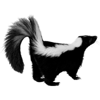 Skunk Png Picture PNG