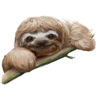 Download Sloth Png Image HQ PNG Image | FreePNGImg