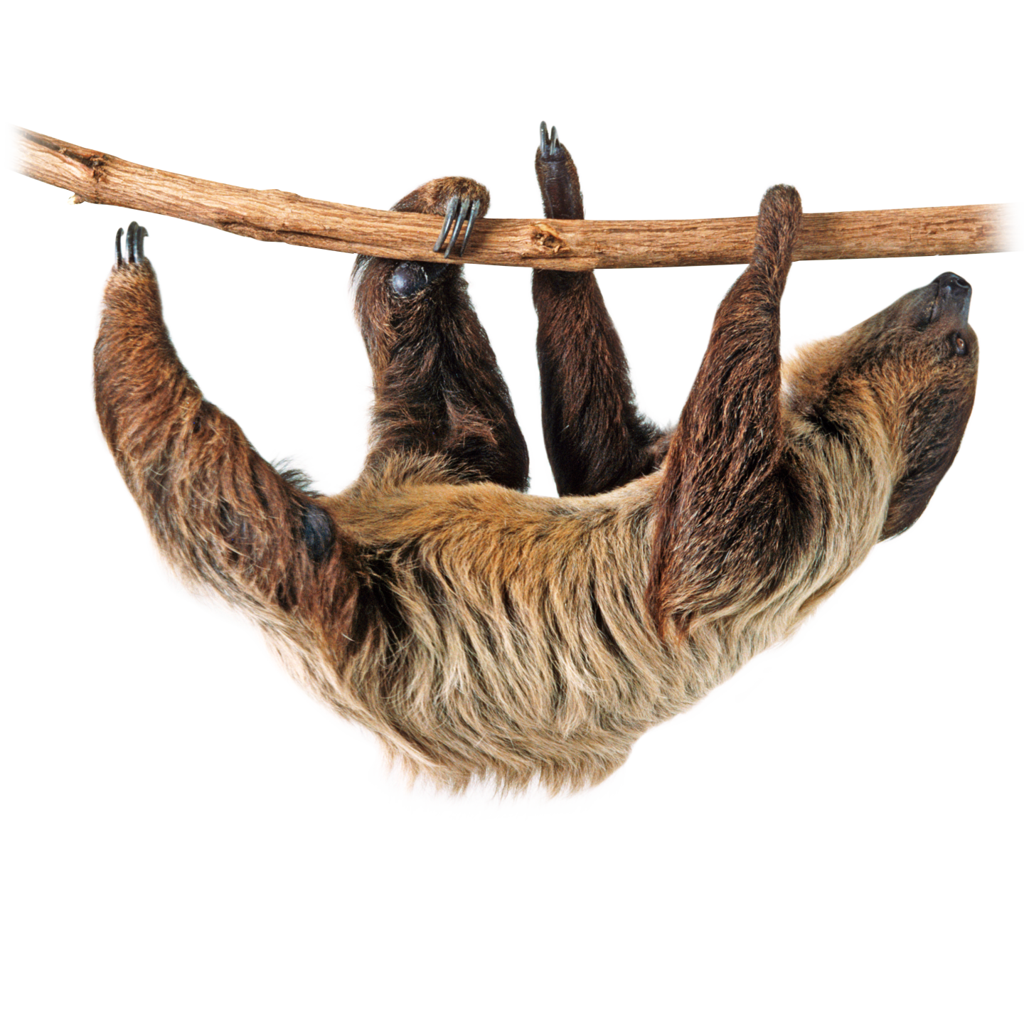 Sloth Png Image Transparent PNG Image