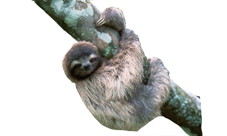 Sloth Png File PNG Image