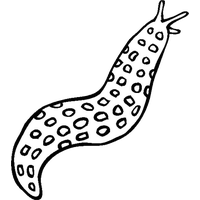 Slug PNG