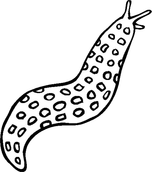 Slug Transparent PNG Image