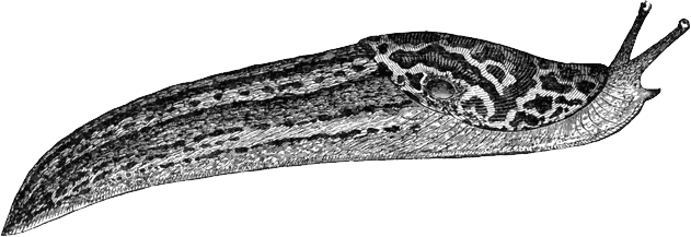 Slug Transparent PNG Image