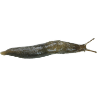 Slug PNG
