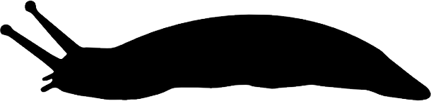 Slug Transparent PNG Image
