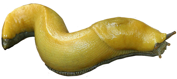 Slug Transparent PNG Image