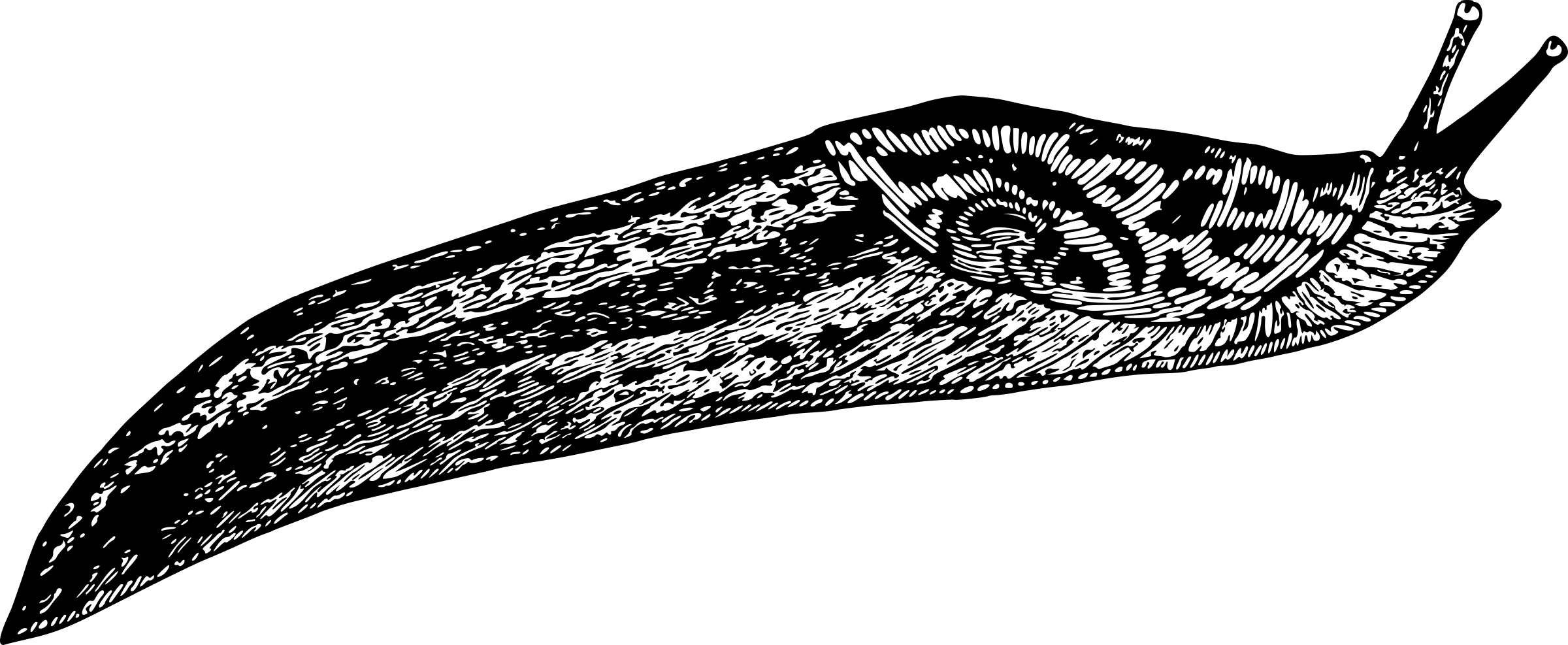 Slug Transparent PNG Image
