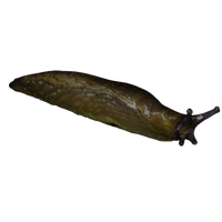 Slug PNG
