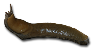 Slug Transparent PNG Image