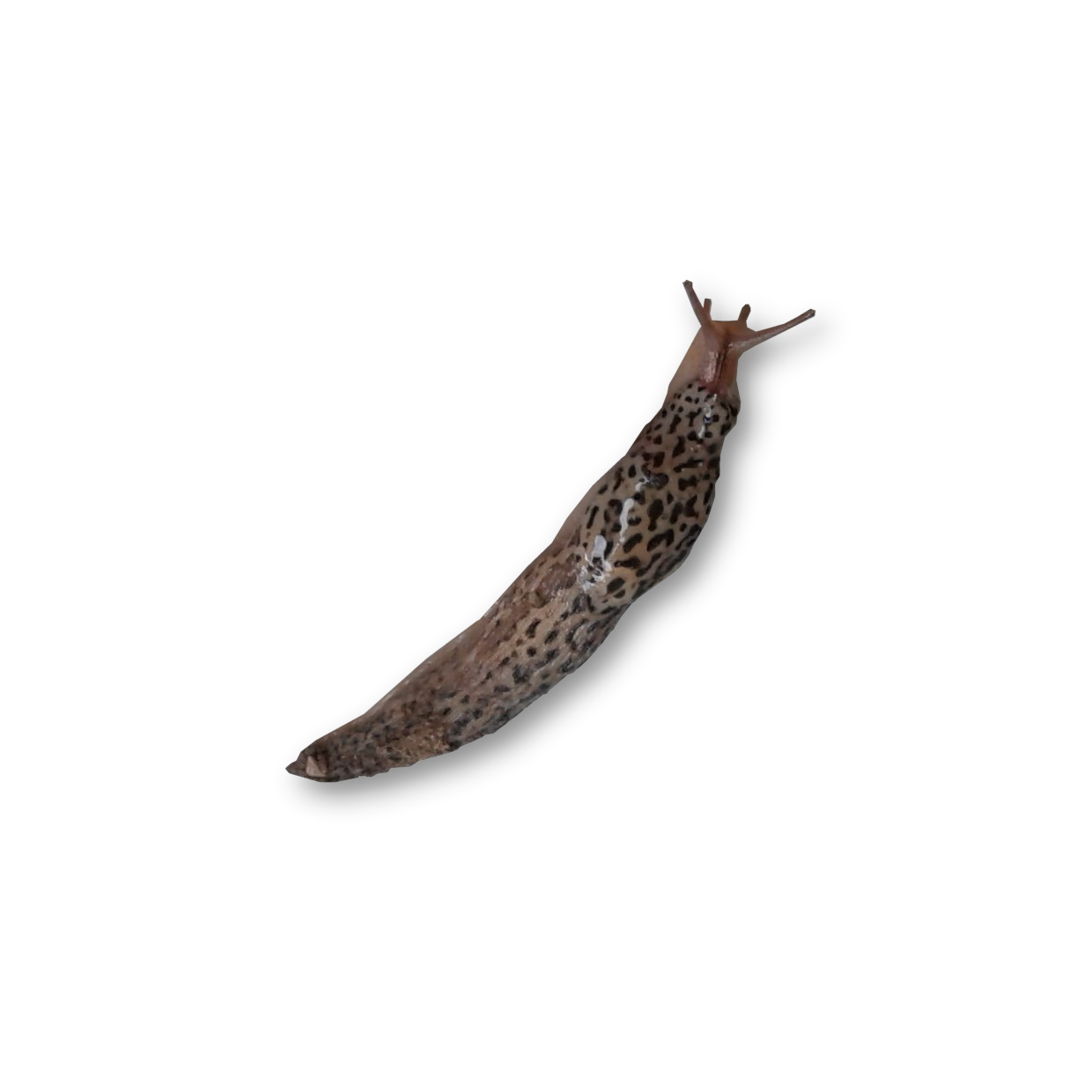 Slug Transparent PNG Image