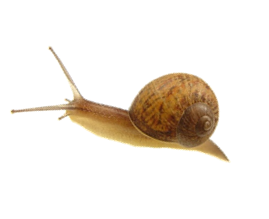 Snail Png Image PNG Image