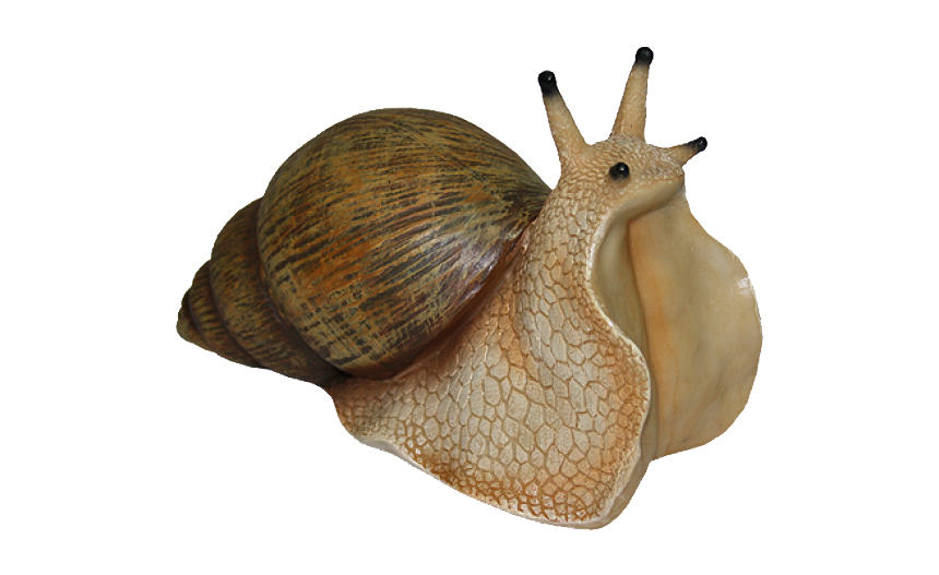 Snail Transparent PNG Image