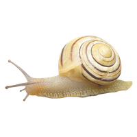 Snail PNG