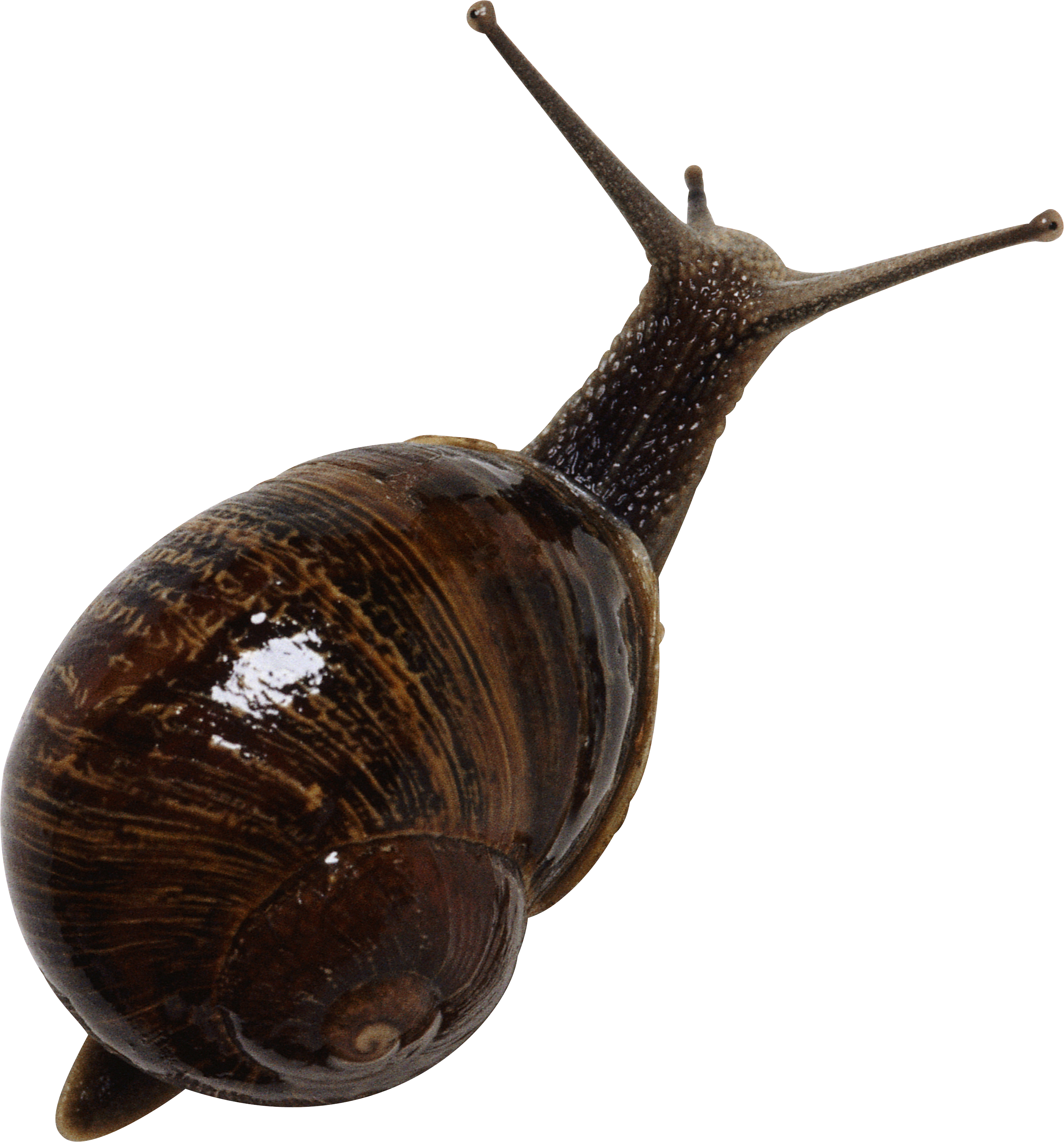 Snail Transparent PNG Image
