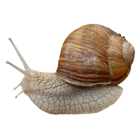 Snail PNG