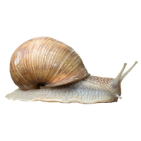 Snail PNG