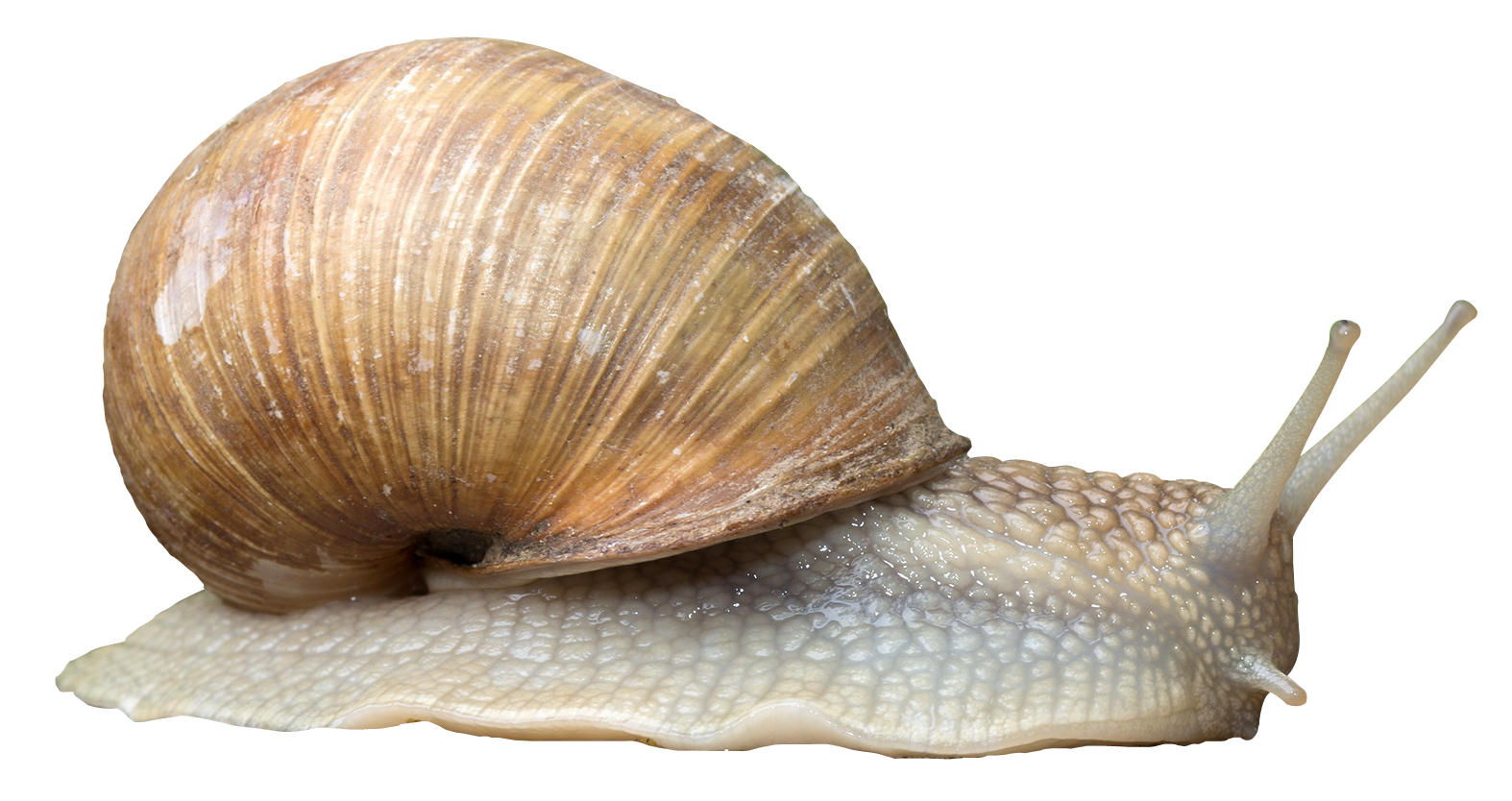 Snail Transparent PNG Image