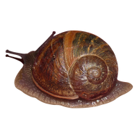 Snail PNG