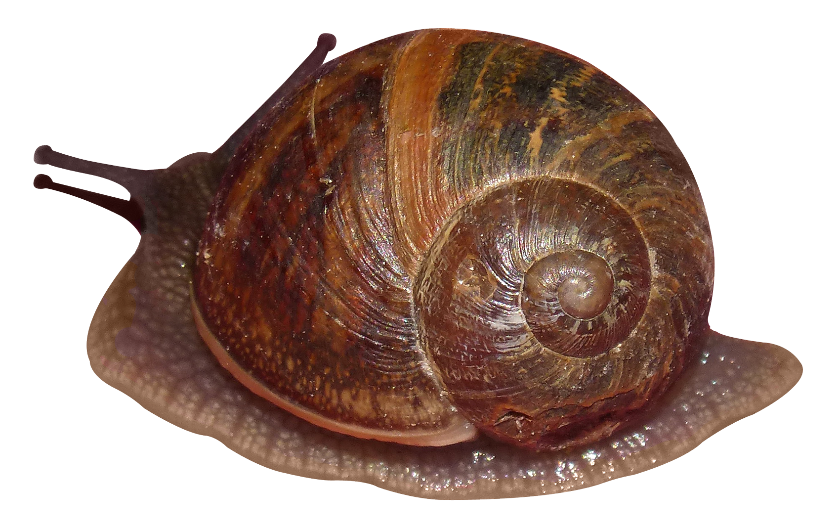 Snail Transparent PNG Image