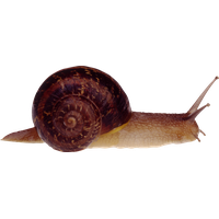 Snail PNG