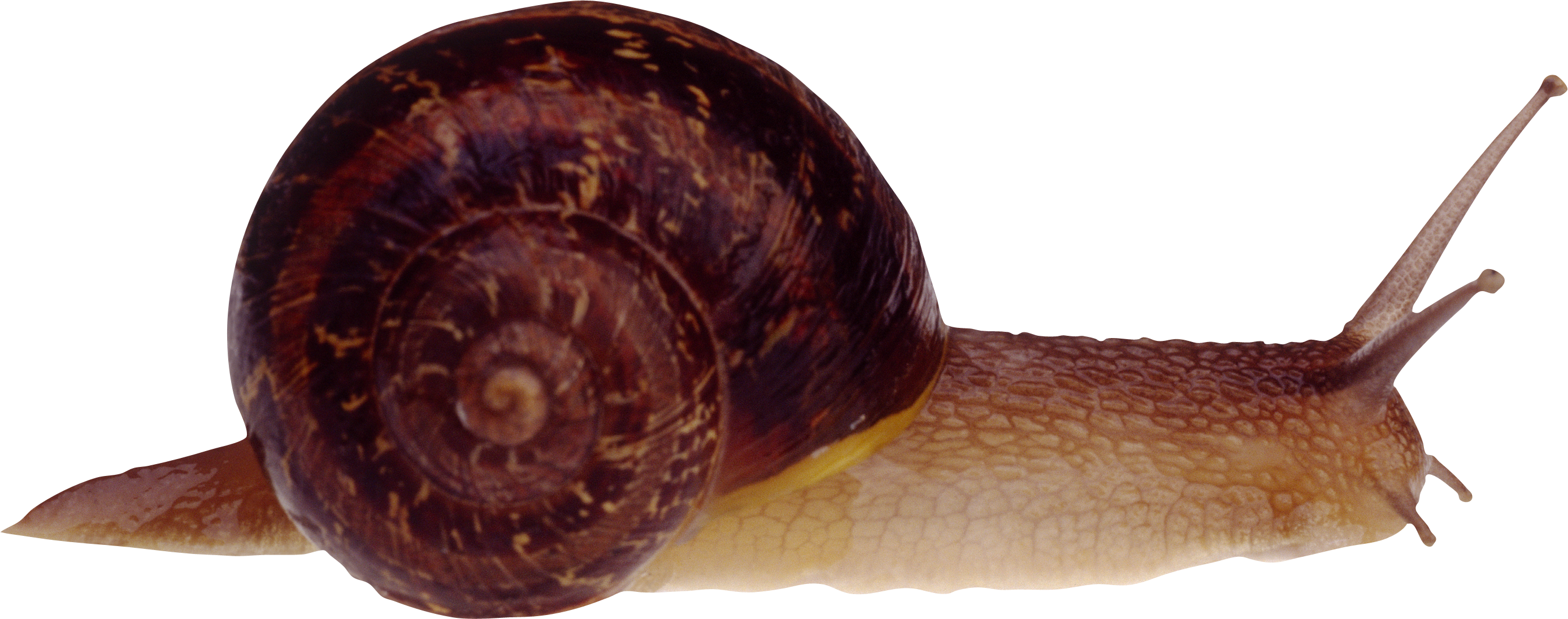 Snail Transparent PNG Image
