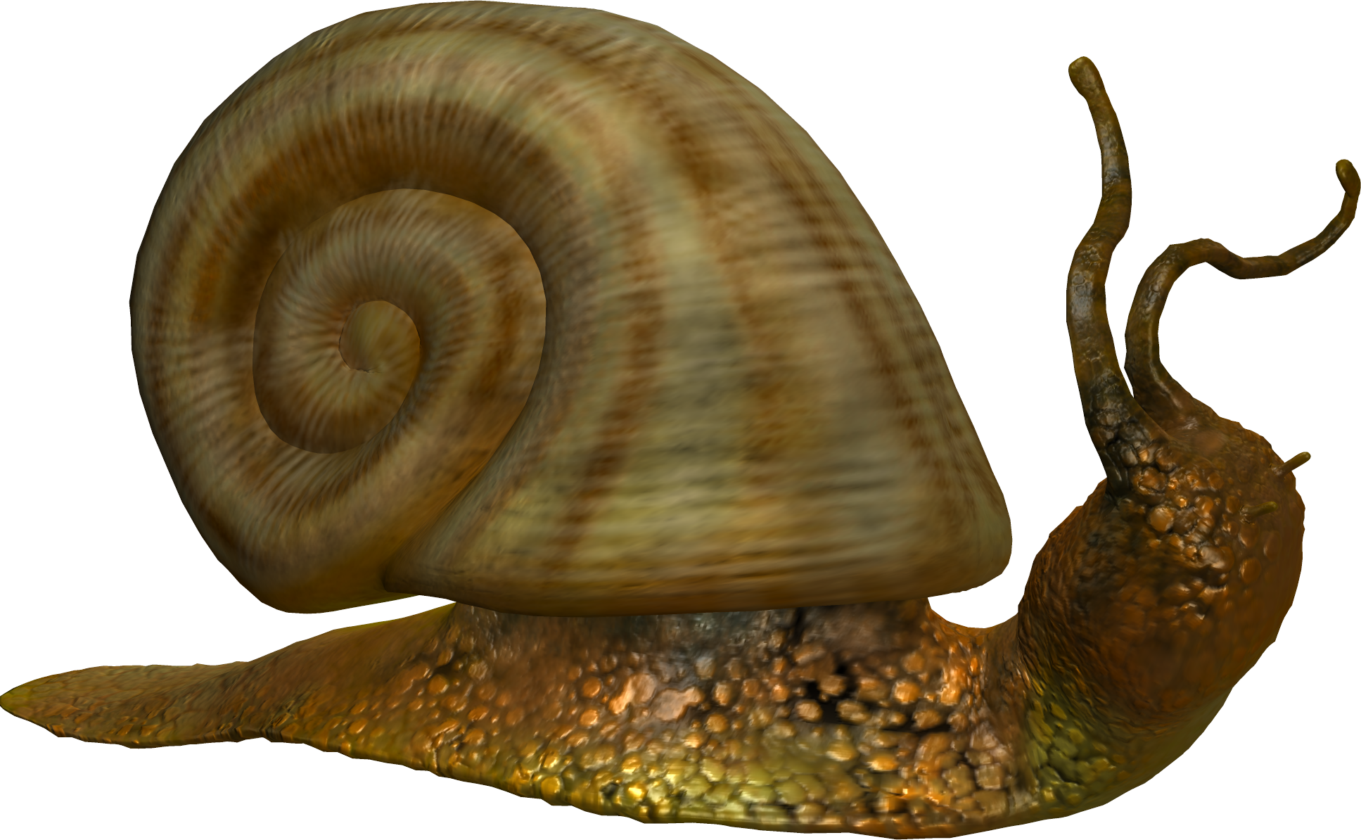 Snail Transparent PNG Image