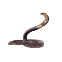 Cobra PNG - Download Free & Premium Transparent Cobra PNG Images Online -  Creative Fabrica