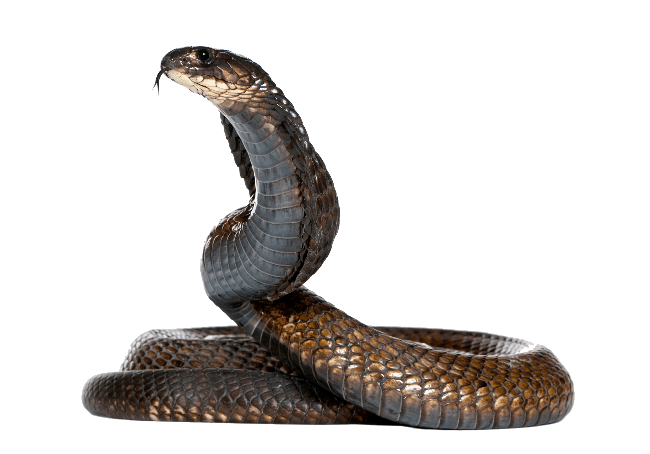 Cobra Snake Png Image PNG Image