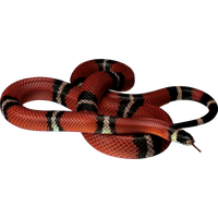 Snake Png File PNG
