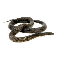 Download Snake Free PNG photo images and clipart | FreePNGImg