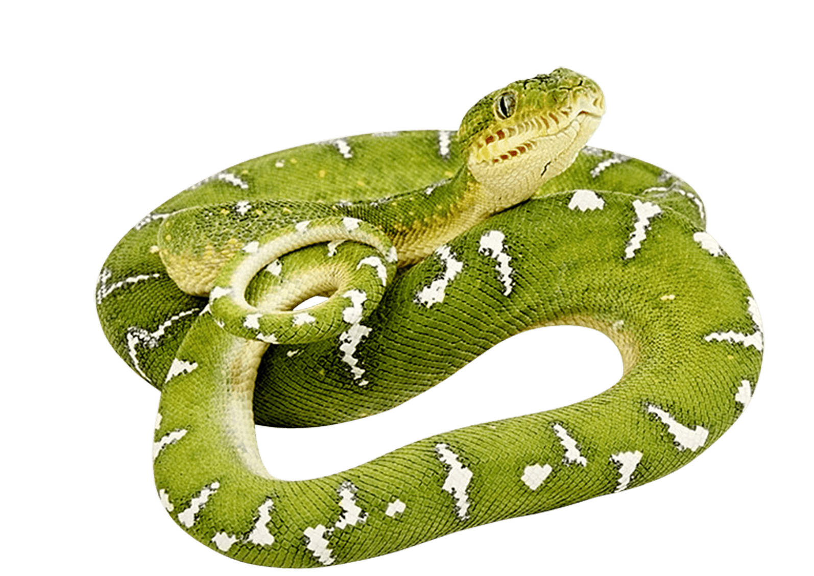 Snake png. Зеленая змея. Змея на белом фоне.