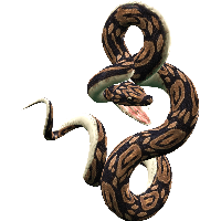 Snake Png Image Picture Download  PNG
