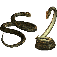 Snake Png Image Picture Download 