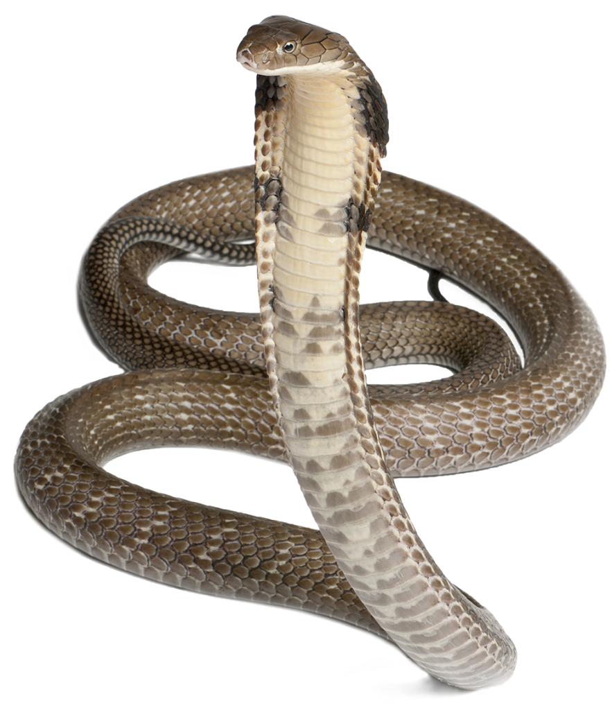 Cobra Snake PNG Image