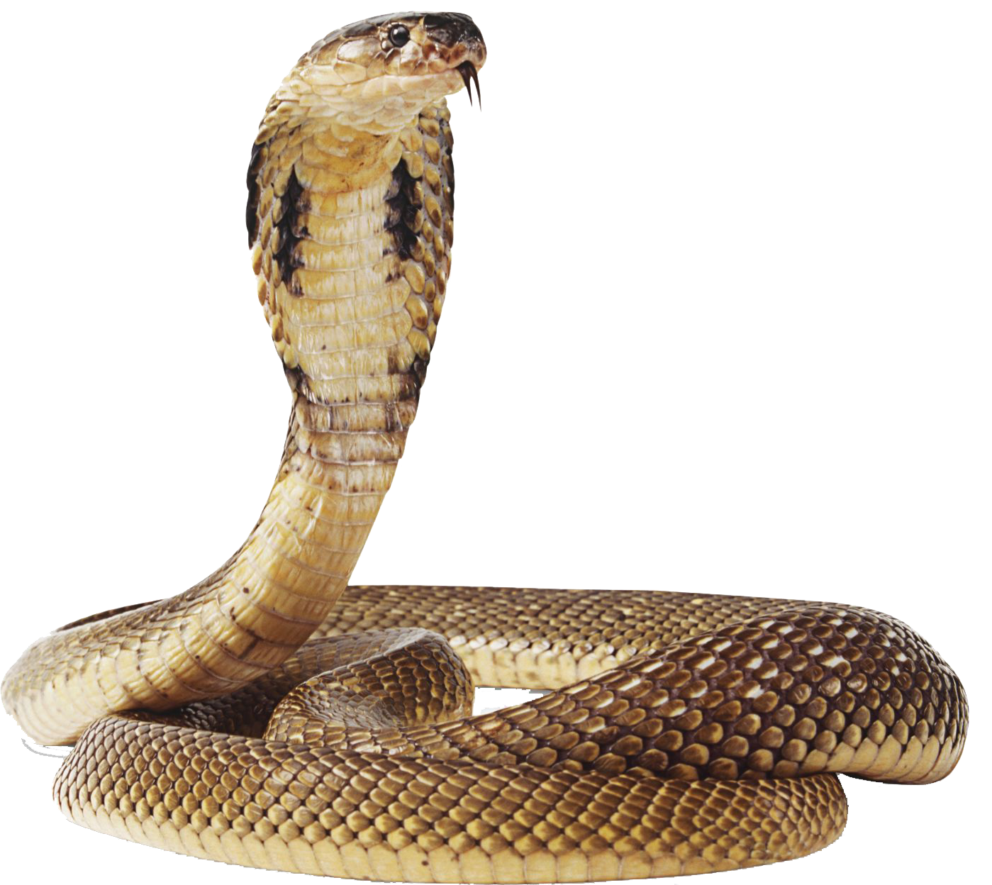 Cobra Snake Transparent Image PNG Image