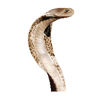 Green Snake Png Image Transparent HQ PNG Download | FreePNGimg