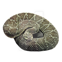 Download Snake Free PNG photo images and clipart | FreePNGImg