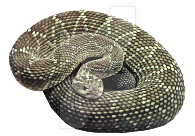 Snake Free Png Image PNG Image