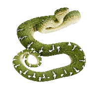 Green Snake Png Image Transparent Hq Png Download 