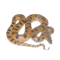 Anaconda Transparent Image PNG