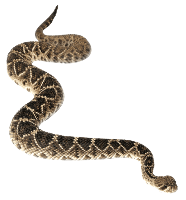 Anaconda Transparent Background PNG Image