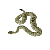 Green Snake Png Image Transparent HQ PNG Download | FreePNGimg