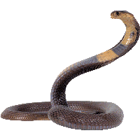 Download Snake Free PNG photo images and clipart | FreePNGImg