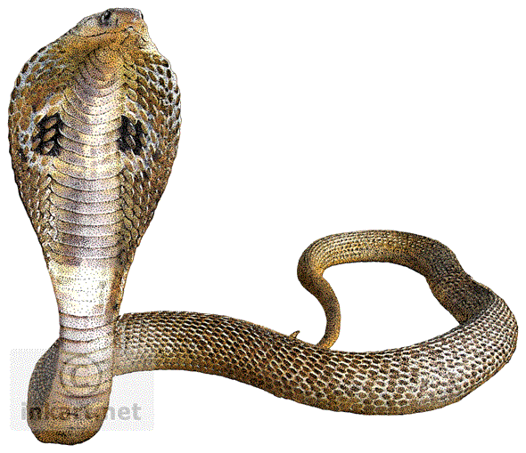 Download Cobra Snake Transparent Background HQ PNG Image | FreePNGImg