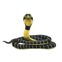 Download Snake Free PNG photo images and clipart | FreePNGimg