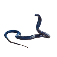 Cobra Snake Clipart